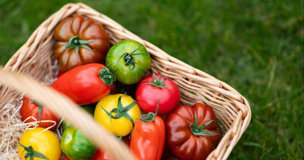 TOMATO&Co